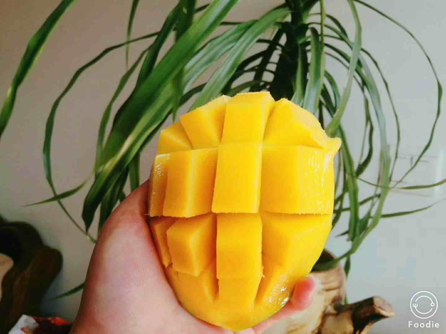 9800069907284809.jpg